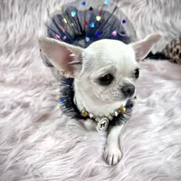 Tiny BIJOU, a female Chihuahua for sale in Sacramento, CA – Photo 7 of 10