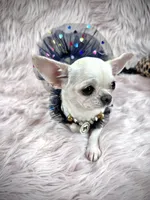 Tiny BIJOU, a female Chihuahua for sale in Sacramento, CA – Photo 7 of 10