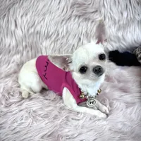 Tiny BIJOU, a female Chihuahua for sale in Sacramento, CA – Photo 5 of 10