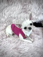 Tiny BIJOU, a female Chihuahua for sale in Sacramento, CA – Photo 5 of 10