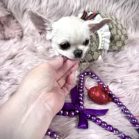 Tiny BIJOU, a female Chihuahua for sale in Sacramento, CA – Photo 4 of 10