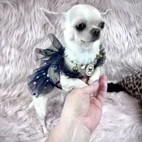 Tiny BIJOU, a female Chihuahua for sale in Sacramento, CA – Photo 9 of 10