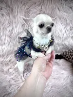 Tiny BIJOU, a female Chihuahua for sale in Sacramento, CA – Photo 9 of 10