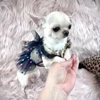Tiny BIJOU, a female Chihuahua for sale in Sacramento, CA – Photo 3 of 10