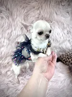 Tiny BIJOU, a female Chihuahua for sale in Sacramento, CA – Photo 3 of 10