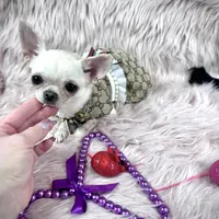 Tiny BIJOU, a female Chihuahua for sale in Sacramento, CA – Photo 2 of 10