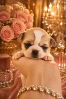 ARMANI, a male Chihuahua for sale in Sacramento, CA – 4 of 7
