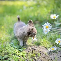 Lilac Longhair Boy WILLIE, a male Chihuahua for sale in Sacramento, CA – Photo 10 of 10