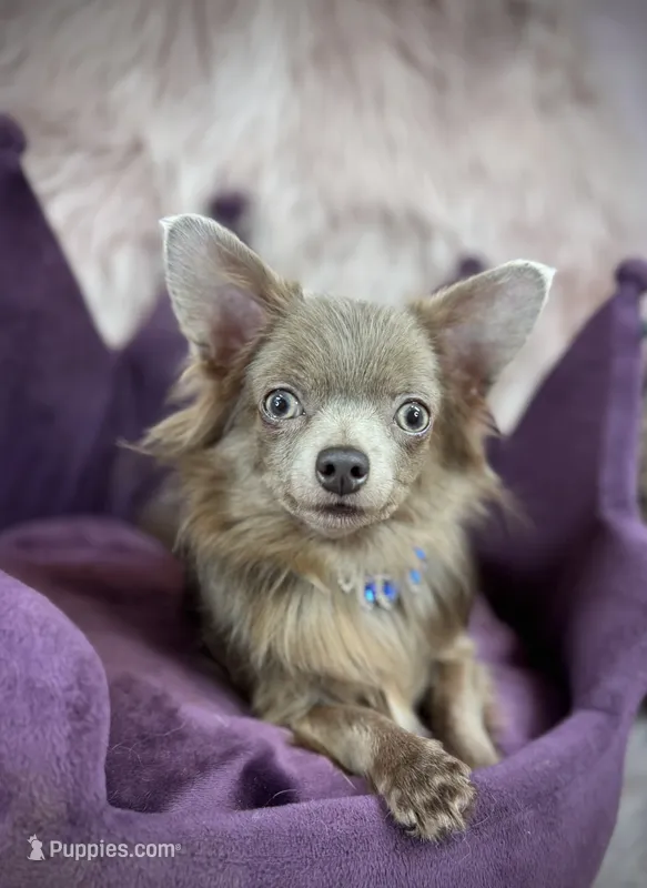 Lilac Longhair Boy WILLIE