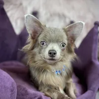 Lilac Longhair Boy WILLIE, a male Chihuahua for sale in Sacramento, CA – Photo 1 of 10