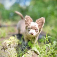 Lilac Longhair Boy WILLIE, a male Chihuahua for sale in Sacramento, CA – Photo 9 of 10