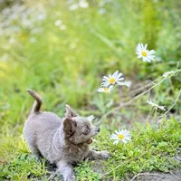 Lilac Longhair Boy WILLIE, a male Chihuahua for sale in Sacramento, CA – Photo 8 of 10