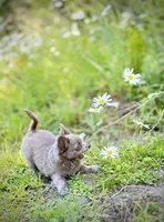 processed/a96de38f-4a29-47f9-b7ab-2ae275ca5367/listing/acea0b18-dbfa-4860-bd81-e30743601ea8/52fe49f8-c025-490c-bd57-34d02fa04655