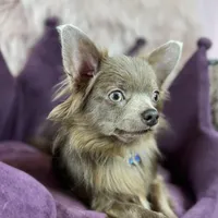 Lilac Longhair Boy WILLIE, a male Chihuahua for sale in Sacramento, CA – Photo 3 of 10