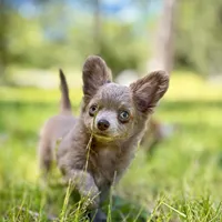 Lilac Longhair Boy WILLIE, a male Chihuahua for sale in Sacramento, CA – Photo 5 of 10