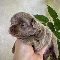Lilac Longhair Boy WILLIE, a male Chihuahua for sale in Sacramento, CA – Photo 7 of 10