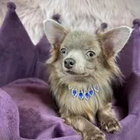 Lilac Longhair Boy WILLIE, a male Chihuahua for sale in Sacramento, CA – Photo 4 of 10