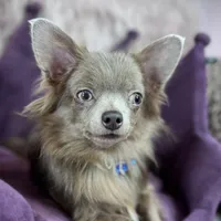 Lilac Longhair Boy WILLIE, a male Chihuahua for sale in Sacramento, CA – Photo 2 of 10