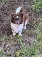RICHIE, a male Chihuahua for sale in Sacramento, CA – 8 of 10