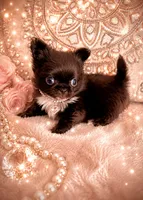 Micro Teacup CARTIER, a male Chihuahua for sale in Sacramento, CA – 2 of 10
