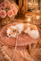 Longhair Boy HANDSOME, a male Chihuahua for sale in Sacramento, CA – 2 of 6