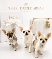DAZZLE, a male Chihuahua for sale in Sacramento, CA – 2 of 2