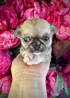 TIGER, a male Chihuahua for sale in Sacramento, CA – 7 of 9