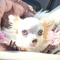 SUNNY, a male Chihuahua for sale in Sacramento, CA – Photo 2 of 9