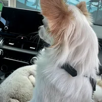 SUNNY, a male Chihuahua for sale in Sacramento, CA – Photo 6 of 9