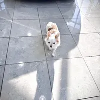 SUNNY, a male Chihuahua for sale in Sacramento, CA – Photo 9 of 9