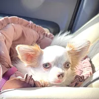 SUNNY, a male Chihuahua for sale in Sacramento, CA – Photo 1 of 9