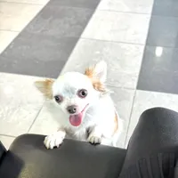 SUNNY, a male Chihuahua for sale in Sacramento, CA – Photo 5 of 9