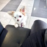 SUNNY, a male Chihuahua for sale in Sacramento, CA – Photo 3 of 9