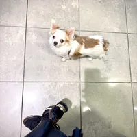 SUNNY, a male Chihuahua for sale in Sacramento, CA – Photo 8 of 9