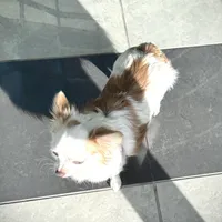 SUNNY, a male Chihuahua for sale in Sacramento, CA – Photo 7 of 9