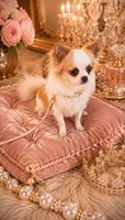 Longhair Boy HANDSOME, a male Chihuahua for sale in Sacramento, CA – 1 of 6
