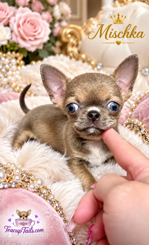 MISCHKA – Chihuahua puppy for sale in Sacramento, CA
