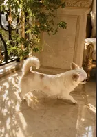 Shorthair Boy SMILEY, a male Chihuahua for sale in Sacramento, CA – 4 of 4