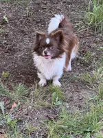 RICHIE, a male Chihuahua for sale in Sacramento, CA – 9 of 10