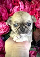 TIGER, a male Chihuahua for sale in Sacramento, CA – 5 of 9