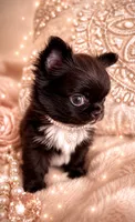 Micro Teacup CARTIER, a male Chihuahua for sale in Sacramento, CA – 8 of 10