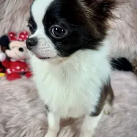 FELIX, a male Chihuahua for sale in Sacramento, CA – Photo 1 of 10