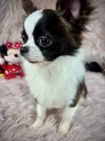 FELIX, a male Chihuahua for sale in Sacramento, CA – Photo 1 of 10