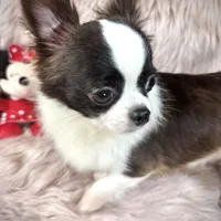 FELIX, a male Chihuahua for sale in Sacramento, CA – Photo 9 of 10