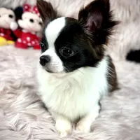 FELIX, a male Chihuahua for sale in Sacramento, CA – Photo 2 of 10