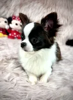 FELIX, a male Chihuahua for sale in Sacramento, CA – Photo 2 of 10