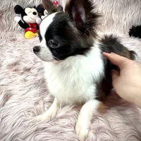 FELIX, a male Chihuahua for sale in Sacramento, CA – Photo 8 of 10