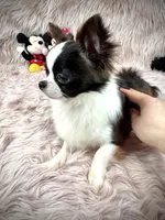 FELIX, a male Chihuahua for sale in Sacramento, CA – Photo 8 of 10