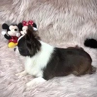 FELIX, a male Chihuahua for sale in Sacramento, CA – Photo 7 of 10