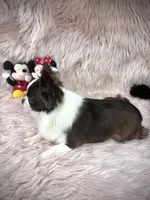 FELIX, a male Chihuahua for sale in Sacramento, CA – Photo 7 of 10